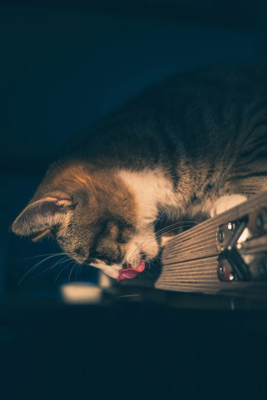 a cat that is leaning down on some kind of box