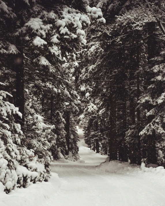 a snowy trail lined with trees on both sides