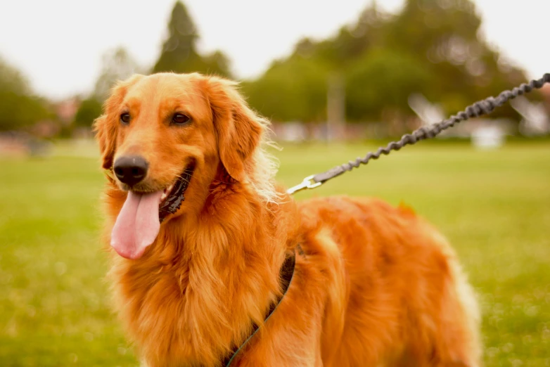a golden retriever with its tongue hanging out
