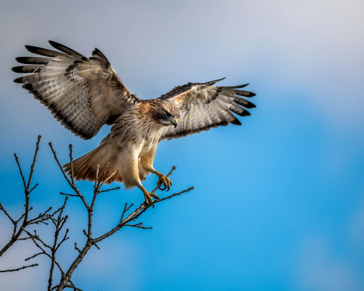 an image of a bird that is flying over the tree