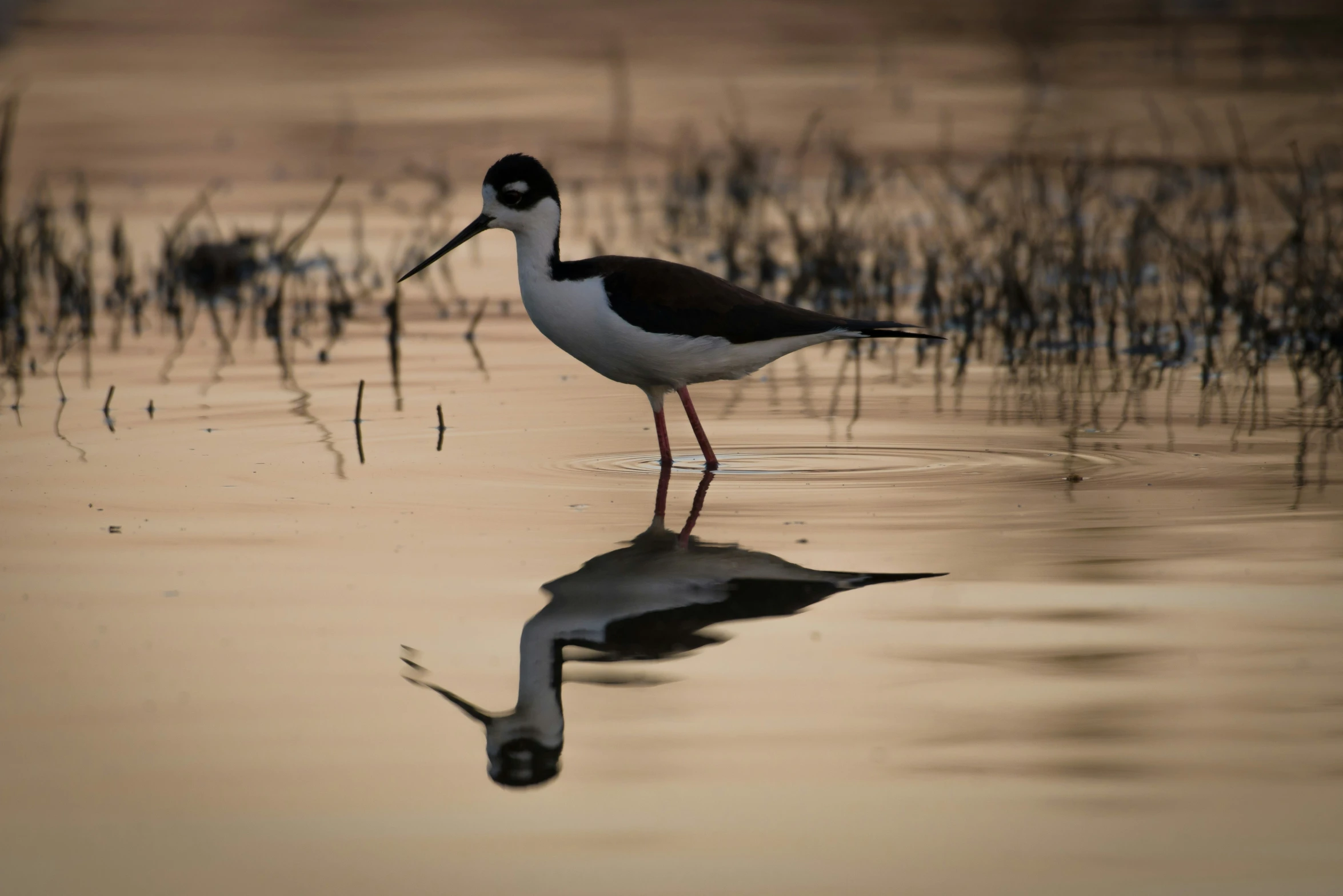 a bird stands in shallow water next to grass