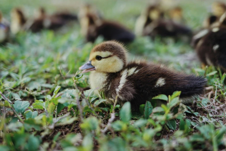 a duckling that is laying down in some grass