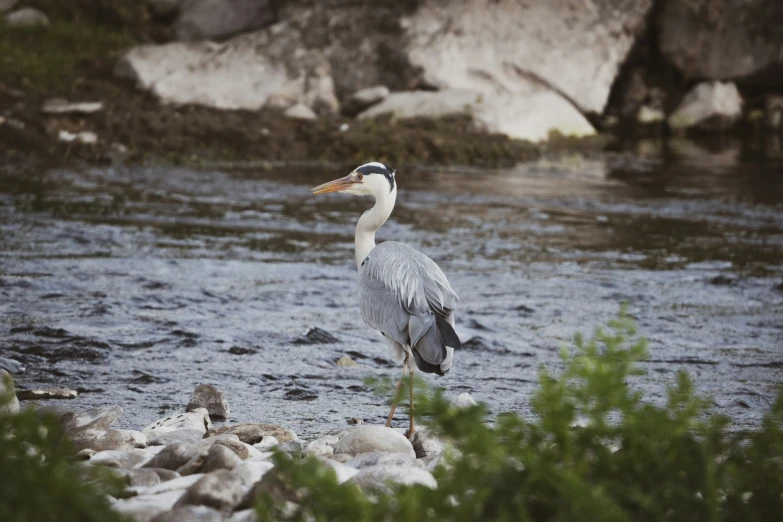 a large bird standing on top of a beach next to water