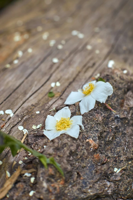 two white flowered plants growing in an old wood plank