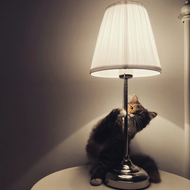 a cat sitting on top of a table next to a lamp