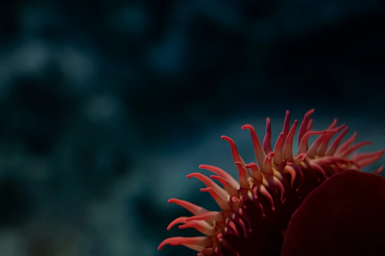 a very close up of a red flower with water in the background