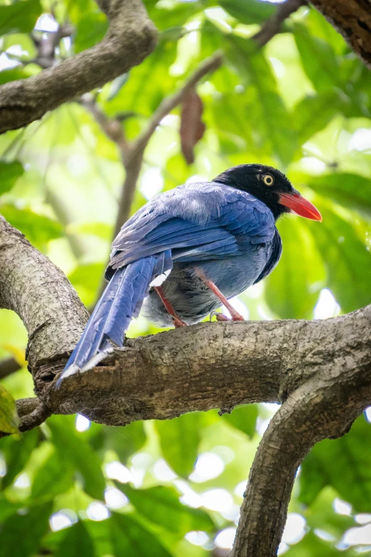 a close up of a blue bird on a tree nch