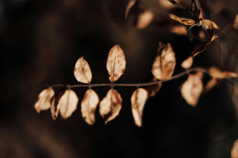 a nch with leaves is seen here in this image