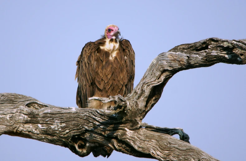 a large bird perched on top of a dead tree