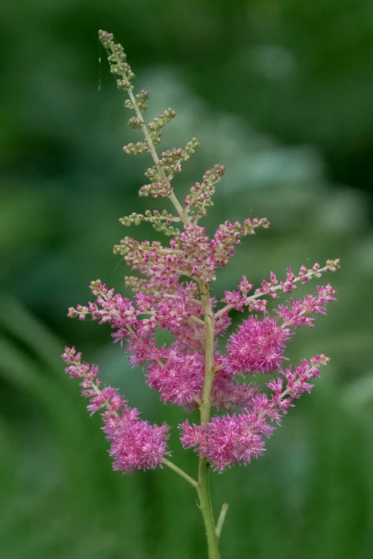 the flower is a bunch of pink flowers