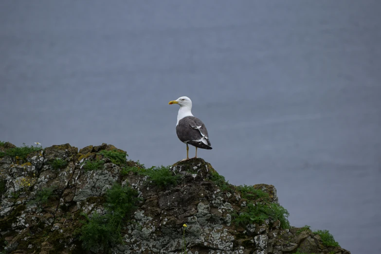 a bird standing on top of a mountain with green moss