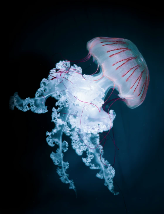 the large and beautiful jellyfish is very small