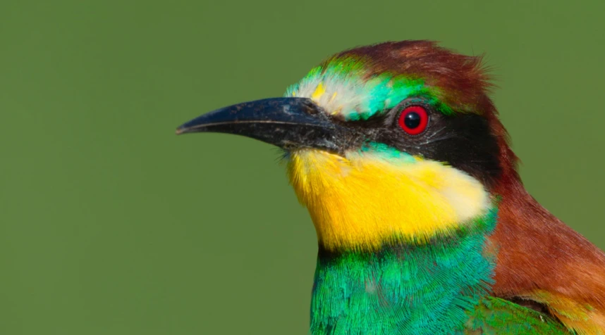 a brightly colored bird sitting in front of a green wall