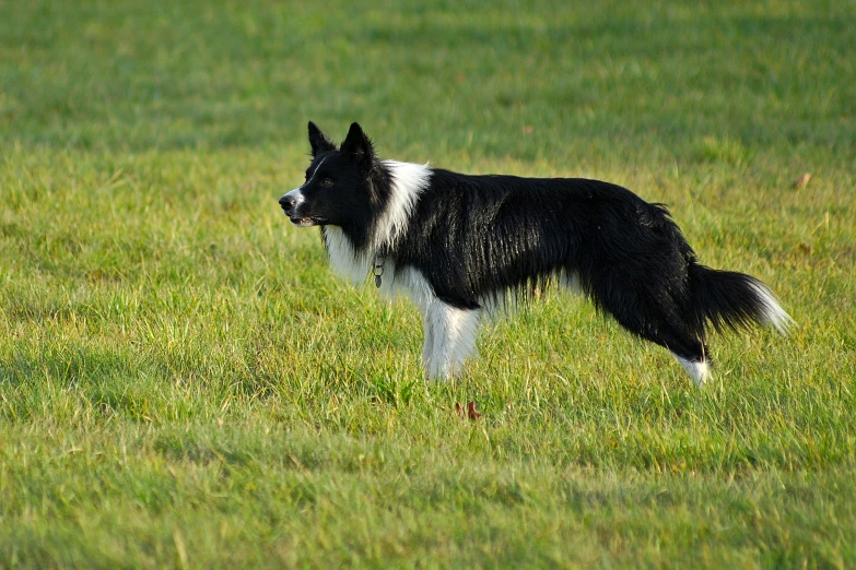 a black and white dog in a field of grass