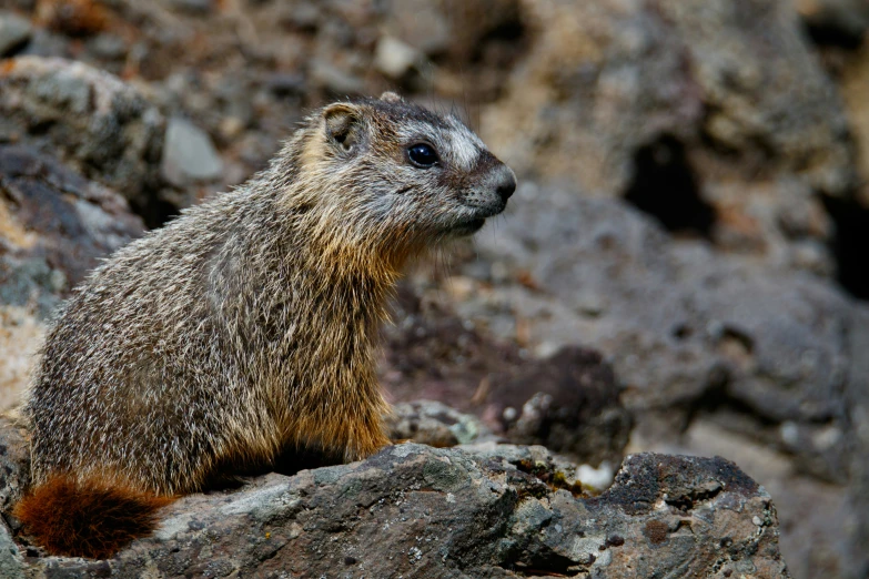 a small animal sitting on top of a pile of rocks