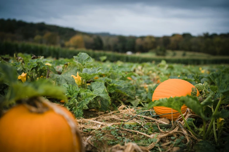 a big pumpkin sitting on the ground in a field