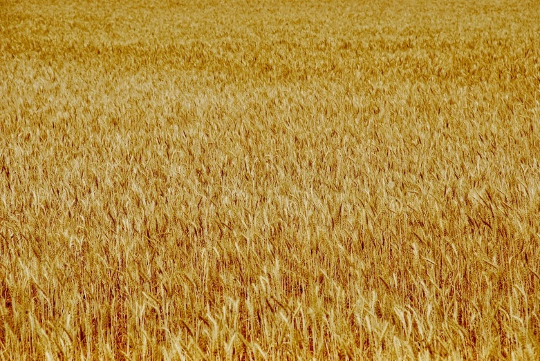 brown field with yellow grass in background