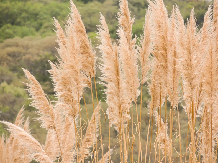 some very pretty light brown flowers by some tall grass