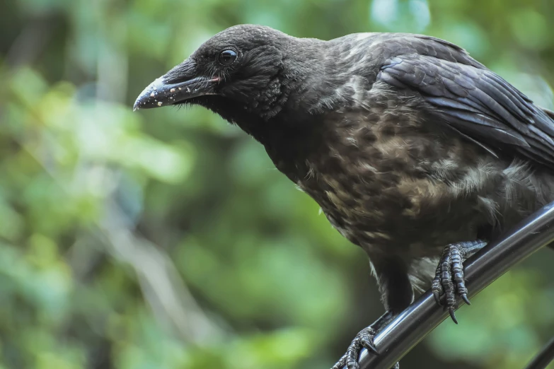 the crow is perched on top of a tree nch