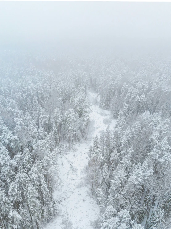 a snowy trail in the middle of trees covered in snow