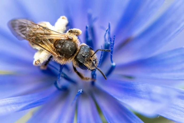 a bee with brown wings on blue flower