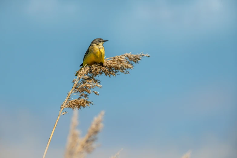 the yellow and black bird is sitting on a tall plant