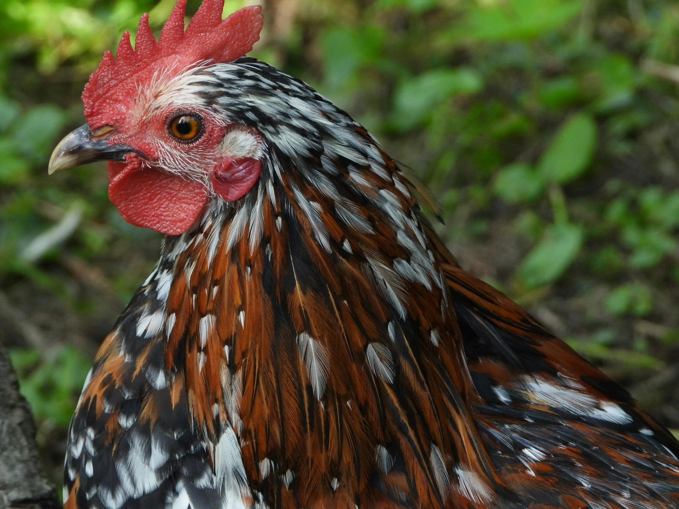 the rooster is red and black and has a white pattern