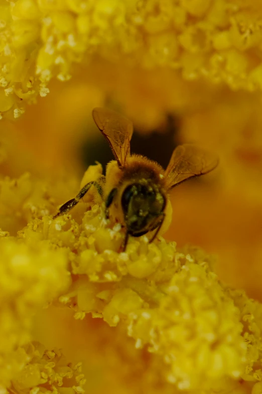 a bee is sitting on top of the pollen