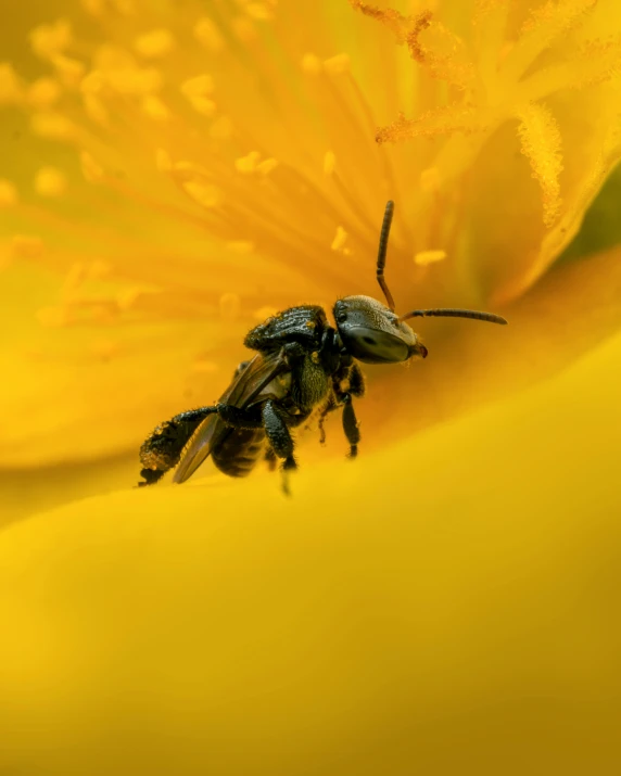 close up of two bees on a yellow flower