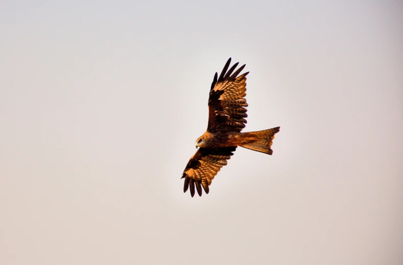 a large eagle flying in the sky with wings spread