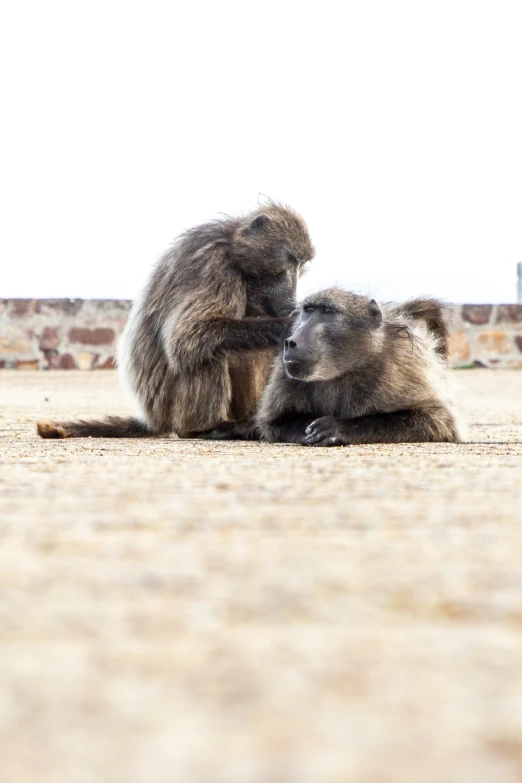 a couple of monkeys sit together on the ground