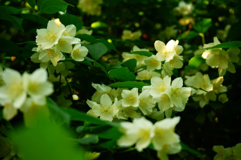 yellow flowers with green leaves on the sides