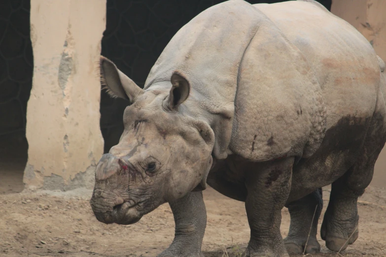 this is a picture of a rhino with the end on it's head