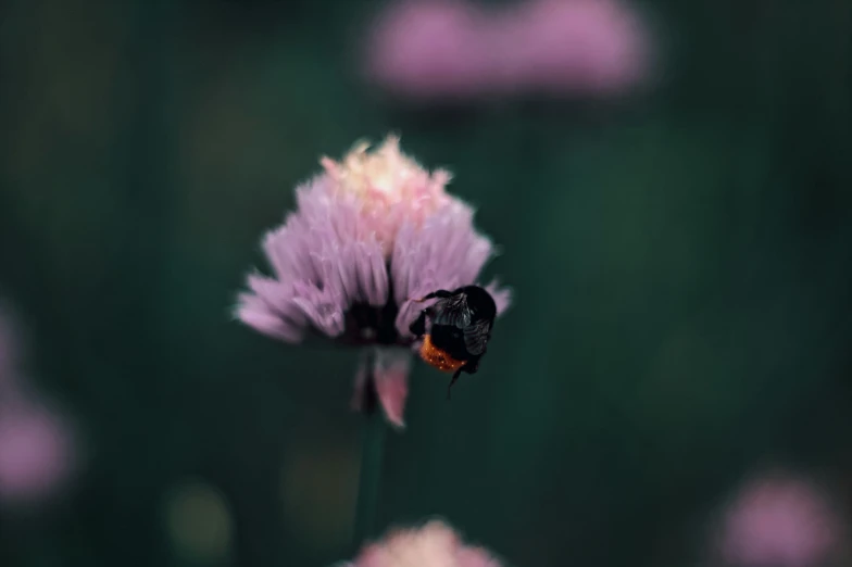 a bum on purple flower with lots of other things nearby