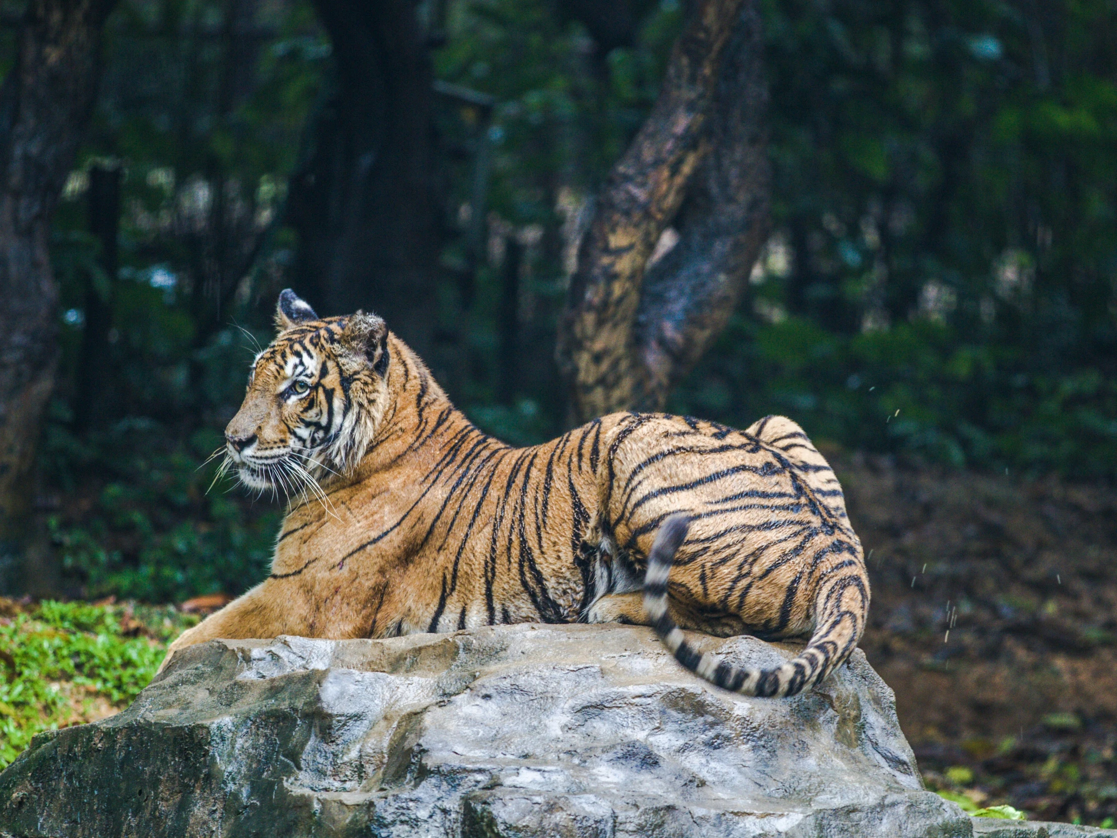 a large tiger laying on top of a rock