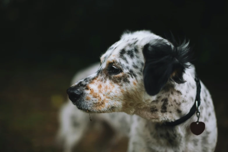 a spotted dog with an id tag around its neck looking into the distance