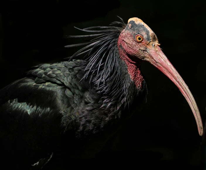 the large bird is black and has red beak