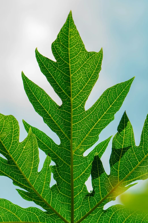 a close - up view of a green leaf against the sky