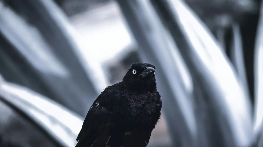 a black bird perched on top of a piece of metal