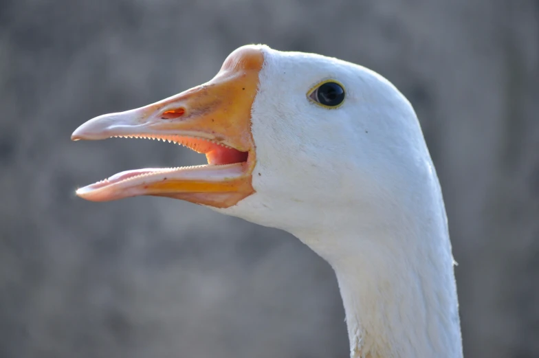 a close - up view of a duck's head with its mouth open and large beak open