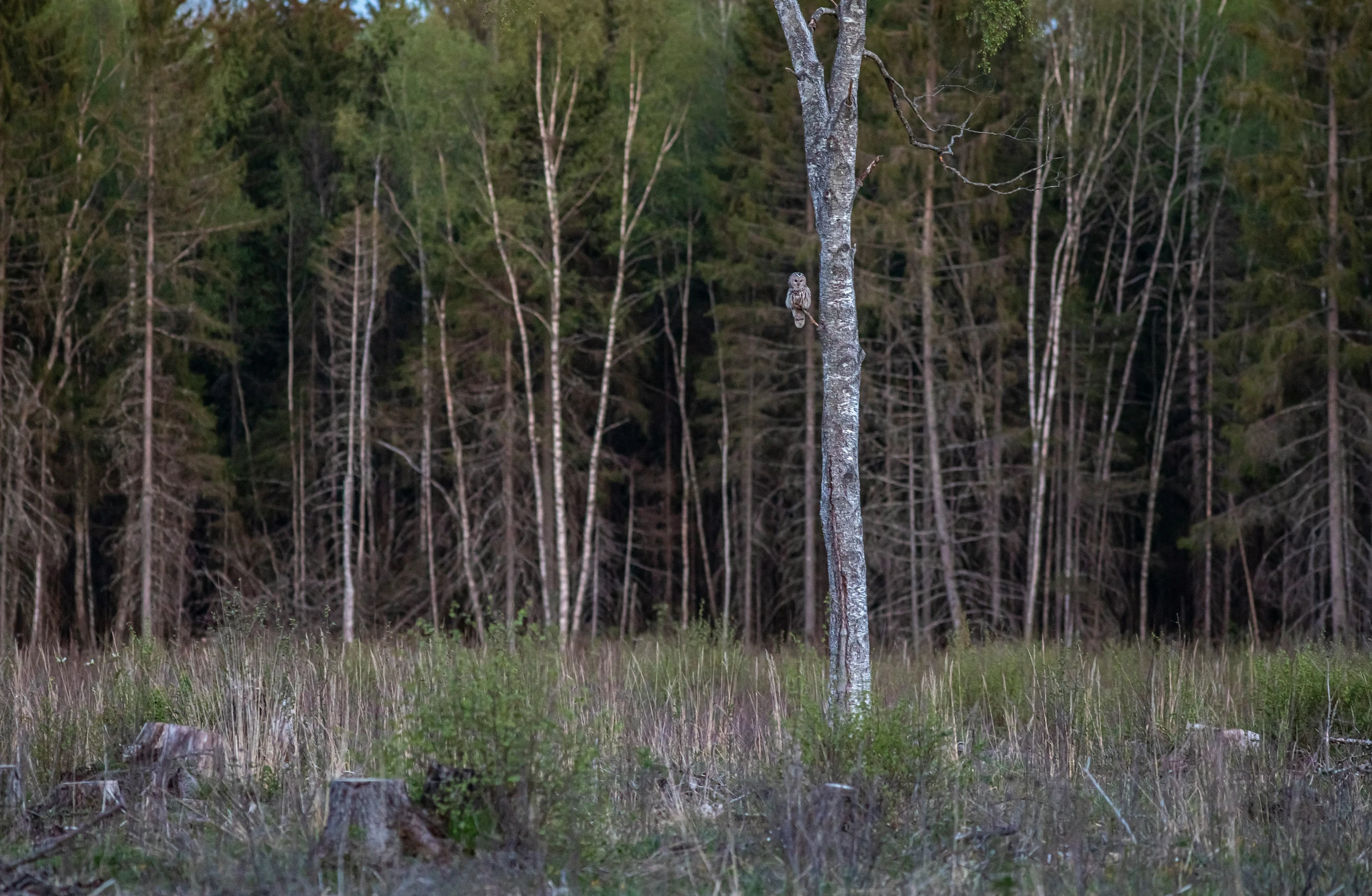 a forest is shown with lots of trees and grass