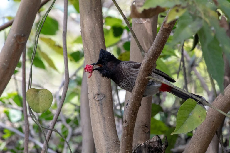 bird standing on the nch of a tree with leaves