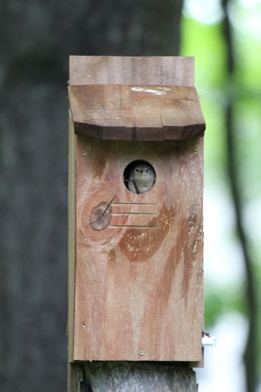 the bird is sitting in the birdhouse built by the owner