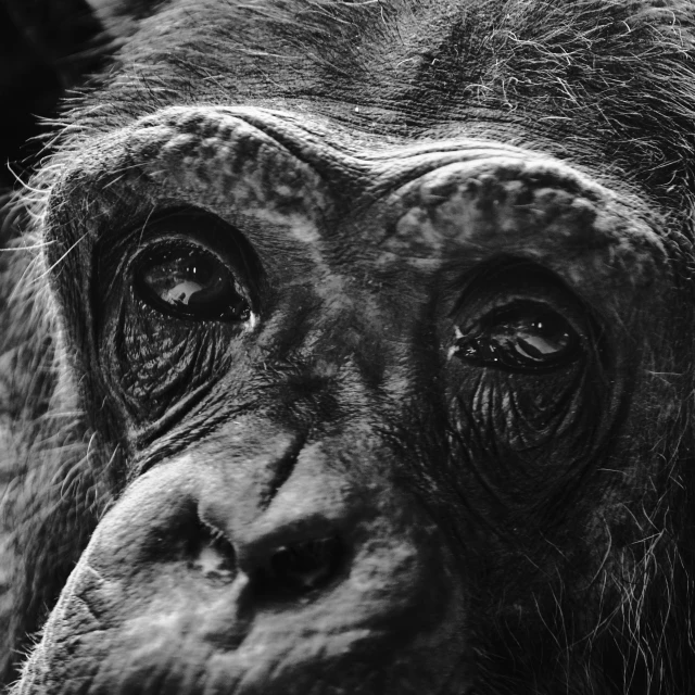 the head and upper half of a chimpan's face