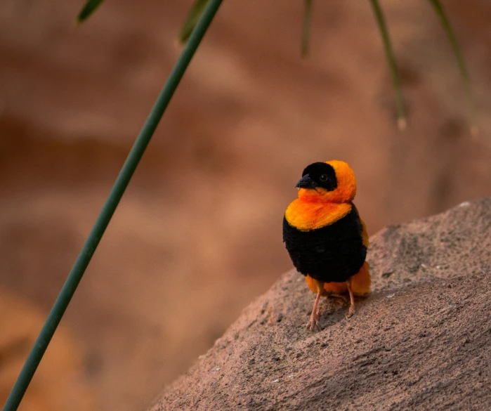 there is a black bird sitting on the rock