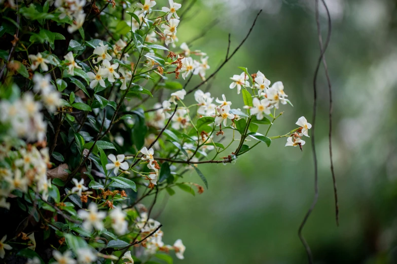 white and yellow flowers are blooming on the bush