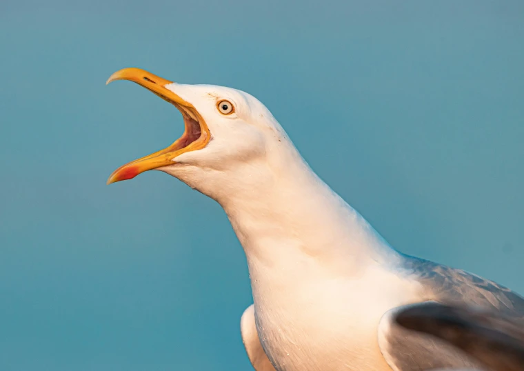 the seagull has a very long orange beak