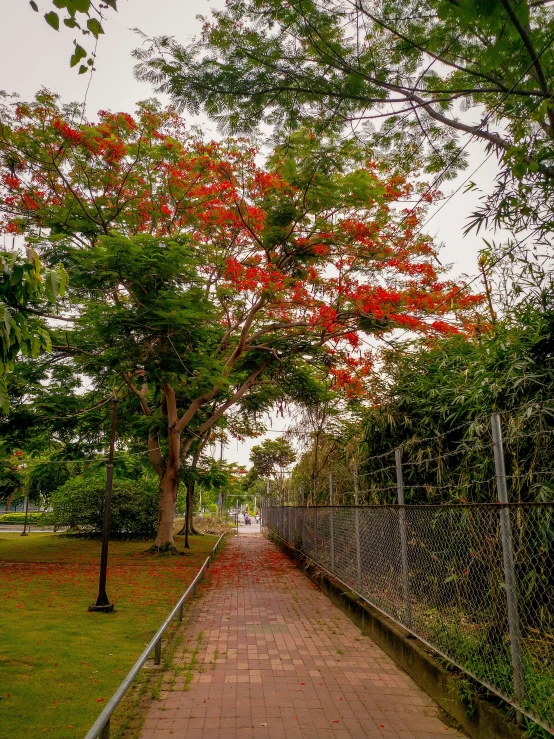 a tree and walkway in the park at sunset