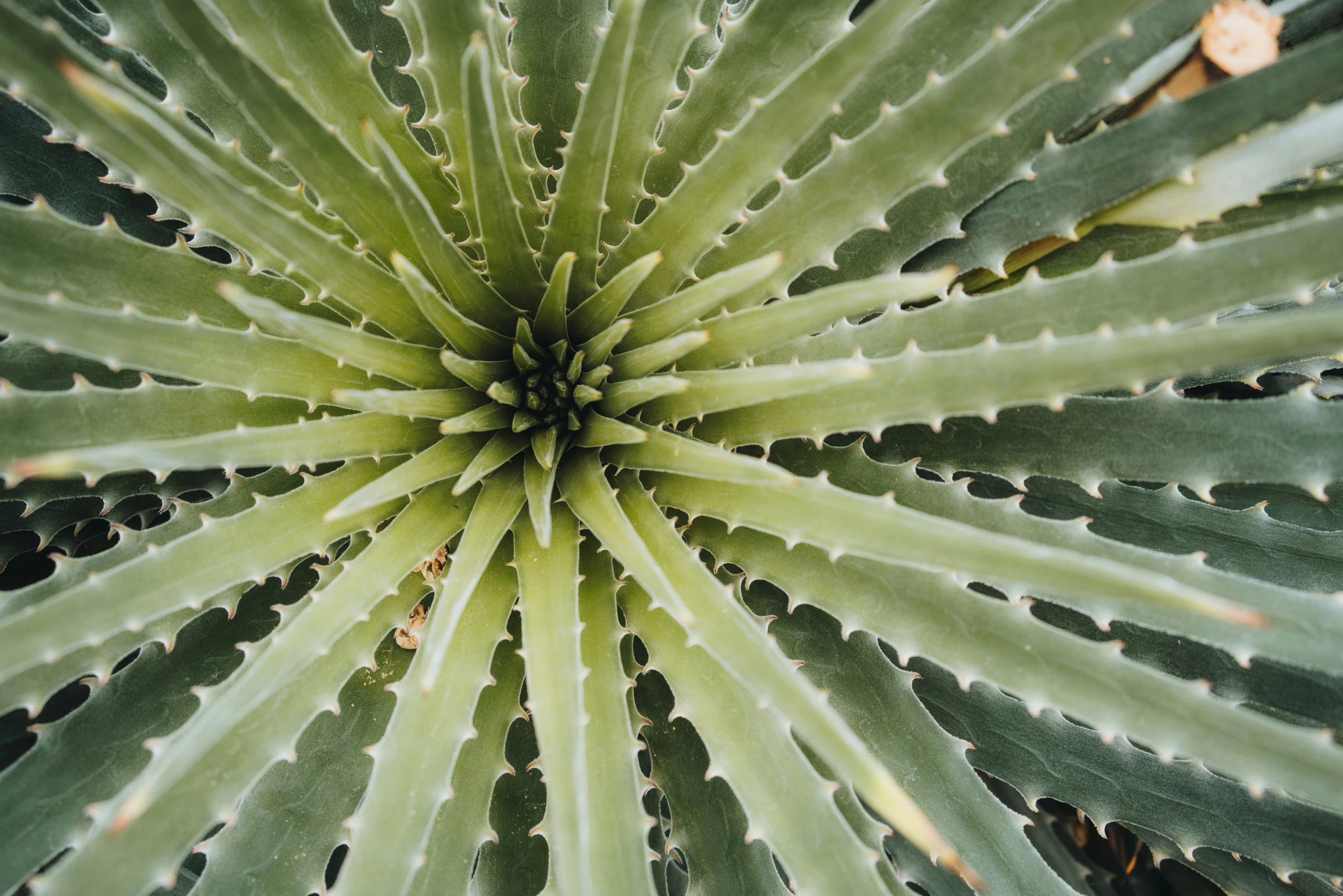 there is a view looking up at a large leafy plant