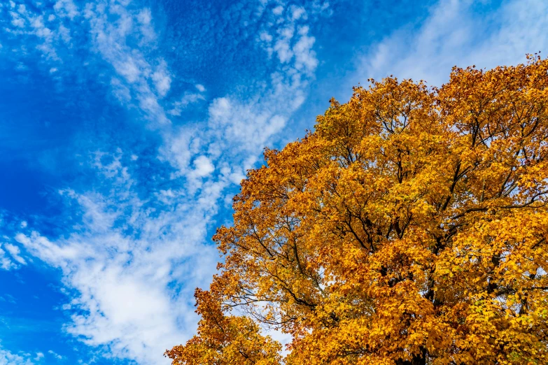 the tree with its orange leaves is in front of a blue sky